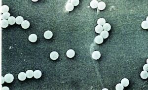 Polystyrene Latex