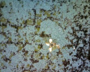 Diopside - Thin Film