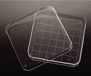 Square Petri Dish