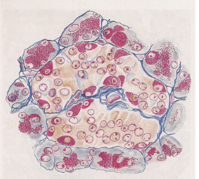 Mallory-Heidenhain Azan-Gomori's Modification, Islet Cells