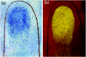 Nile Blue A Stain (lipid)