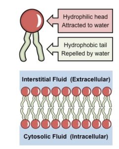 Pearse's Method for Phospholipids